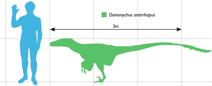 Deinonico - Deinonico. Comparacin con el hombre. Wikipedia