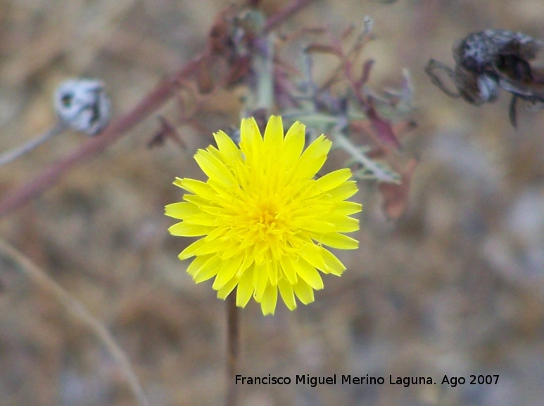 Lechuga silvestre - Lechuga silvestre. Santa Pola