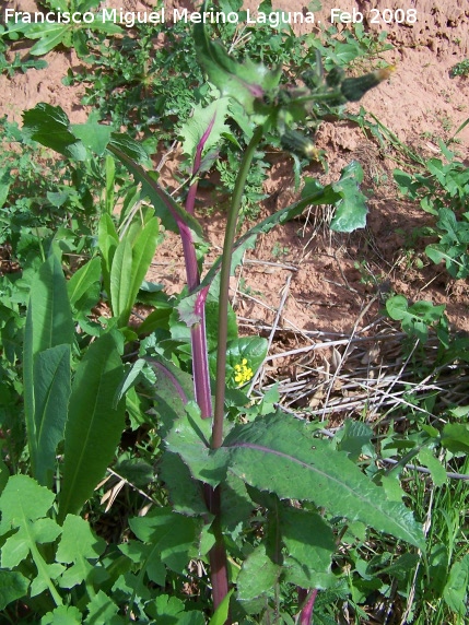 Lechuga silvestre - Lechuga silvestre. Navas de San Juan