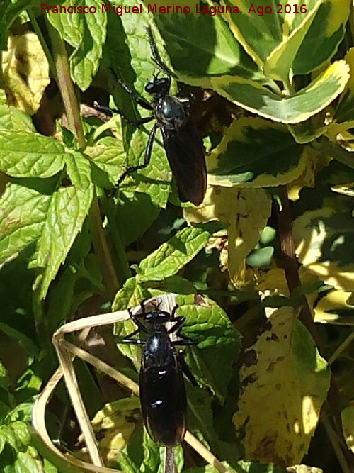 Mosca negra - Mosca negra. Majada de la Carrasca - Villacarrillo