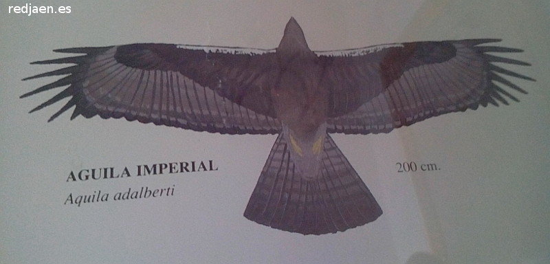 Pjaro guila imperial - Pjaro guila imperial. Dibujo