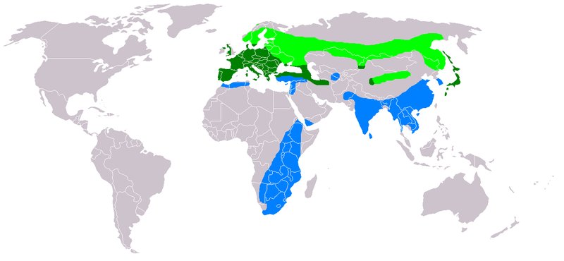 Pjaro Ratonero - Pjaro Ratonero. Distribucin. Wikipedia