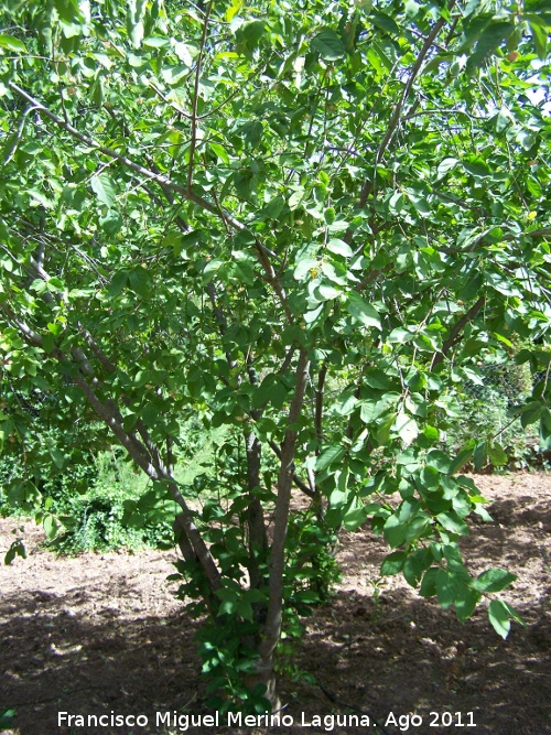 Bonetero de Cazorla - Bonetero de Cazorla. Pea del Olivar - Siles