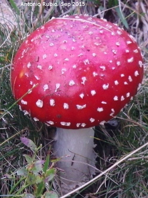 Seta matamoscas - Seta matamoscas. Barranco de Eriste