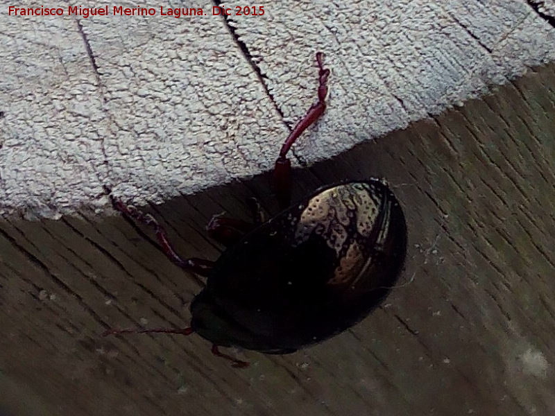 Escarabajo Chrysolina bankii - Escarabajo Chrysolina bankii. Cueva de la Graja - Jimena