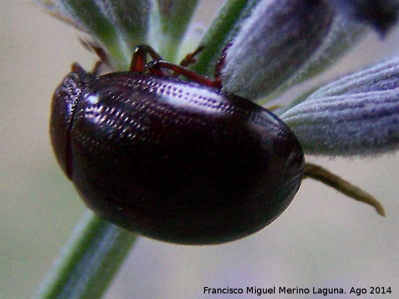 Escarabajo Chrysolina bankii - Escarabajo Chrysolina bankii. Las Castaetas - Villacarrillo