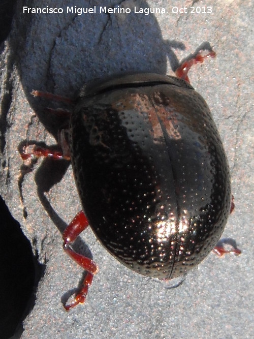 Escarabajo Chrysolina bankii - Escarabajo Chrysolina bankii. Pantano de El Rumblar - Baos de la Encina