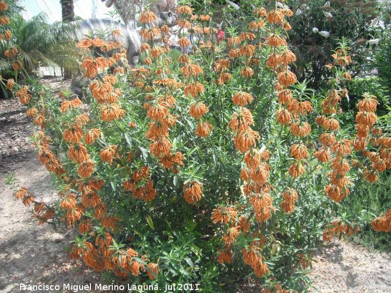 Bignonia de invierno - Bignonia de invierno. Valencia