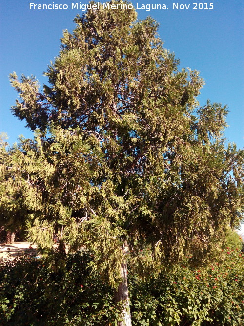 Cedro de incienso - Cedro de incienso. Parque del Seminario - Jan