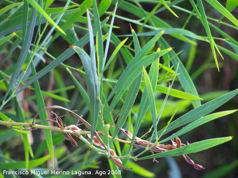 Acacia plateada - Acacia plateada. Santa Pola