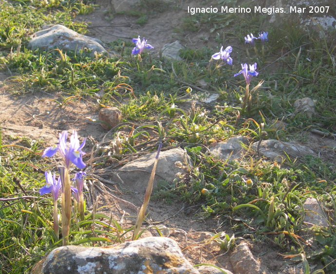 Lirio silvestre - Lirio silvestre. Giribaile (Vilches)