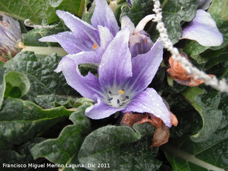 Mandrgora - Mandrgora. Flor. Cstulo - Linares