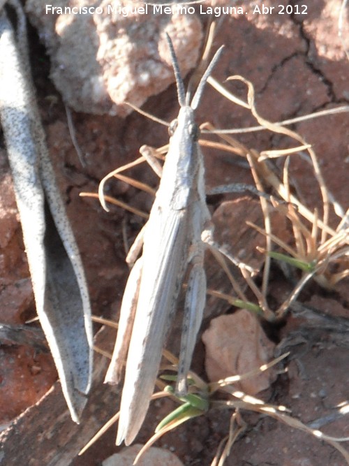 Saltamontes palo - Saltamontes palo. Cerro de la Atalaya - Navas de San Juan