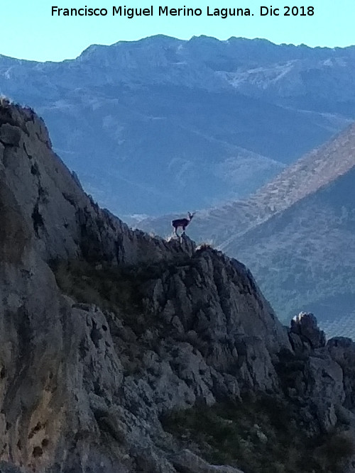 Cerro Alto de la Serrezuela - Cerro Alto de la Serrezuela. Cabra montesa