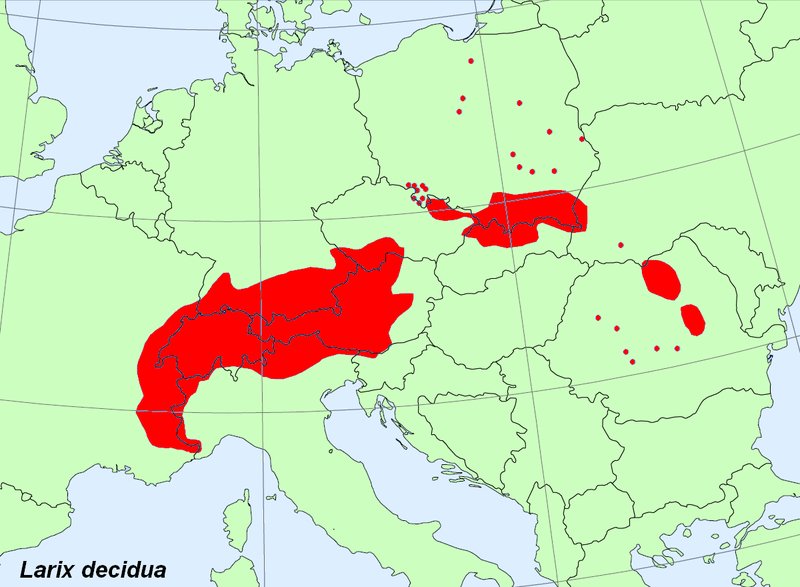 Alerce europeo - Alerce europeo. Distribucin. Wikipedia