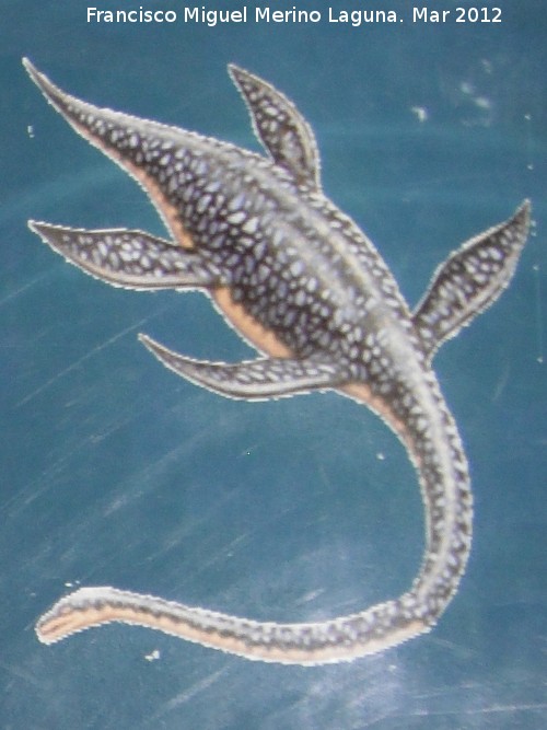 Elasmosaurio - Elasmosaurio. 