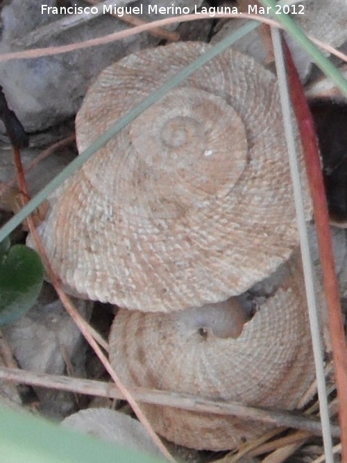 Caracol chapa - Caracol chapa. Cerro de Santa Catalina - Jan