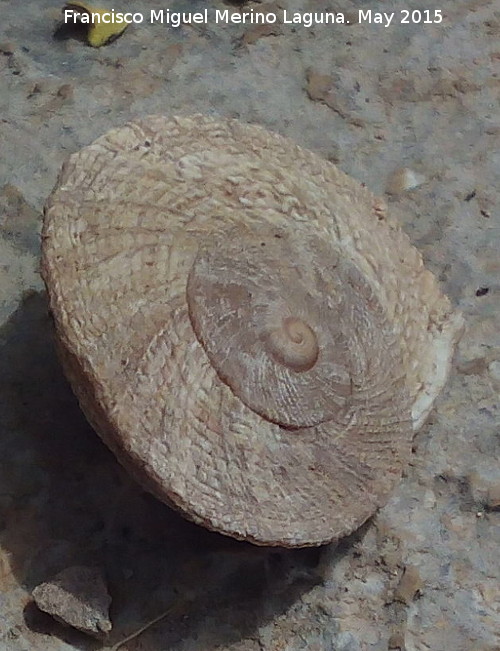 Caracol chapa - Caracol chapa. Cerro de Santa Catalina - Jan