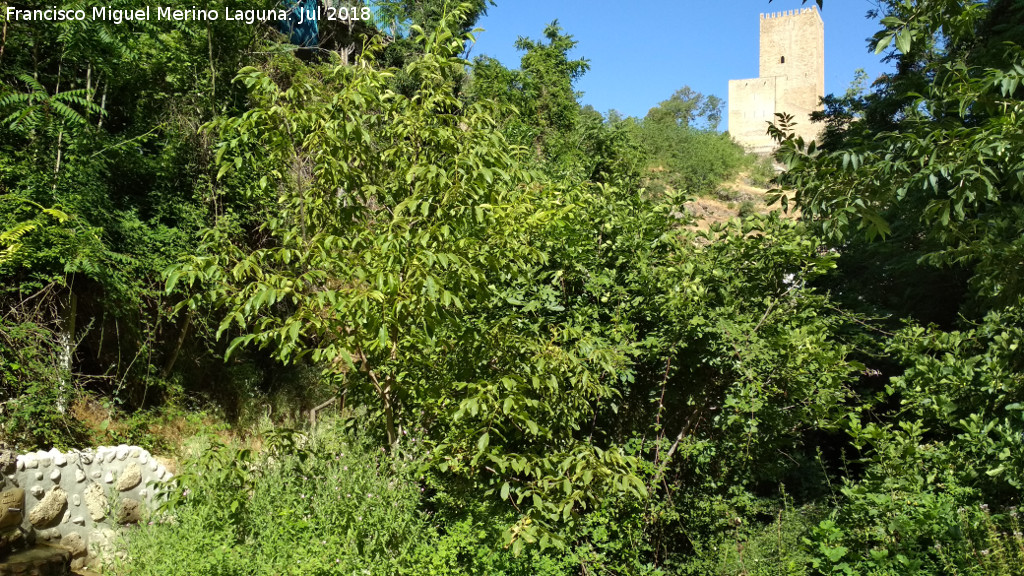 Castillo de la Yedra - Castillo de la Yedra. Desde la Fuente Paulina