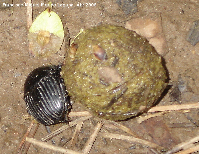 Escarabajo estercolero - Escarabajo estercolero. 