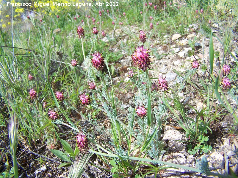 Fumaria densiflora - Fumaria densiflora. Cazalla - Crcheles