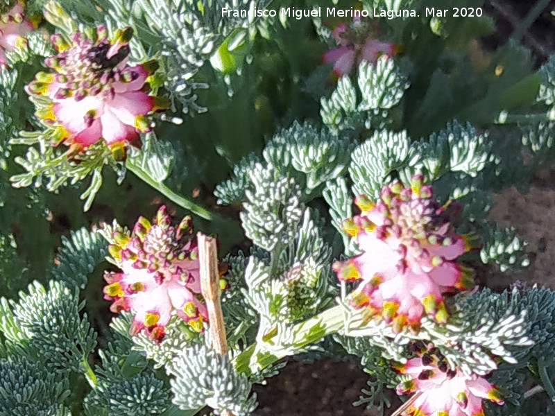 Fumaria Platycapnos - Fumaria Platycapnos. El Banco - Cambil