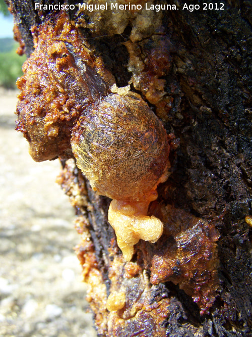 Almendro - Almendro. Resina. Hoya Somera - Santiago-Pontones