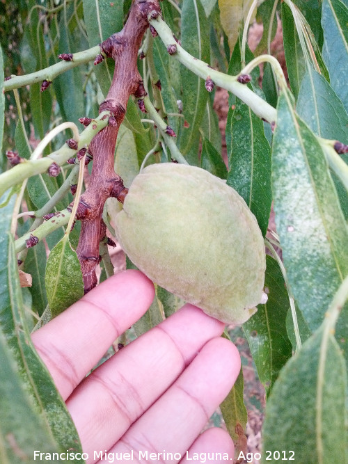 Almendro - Almendro. Almendra. Los Villares