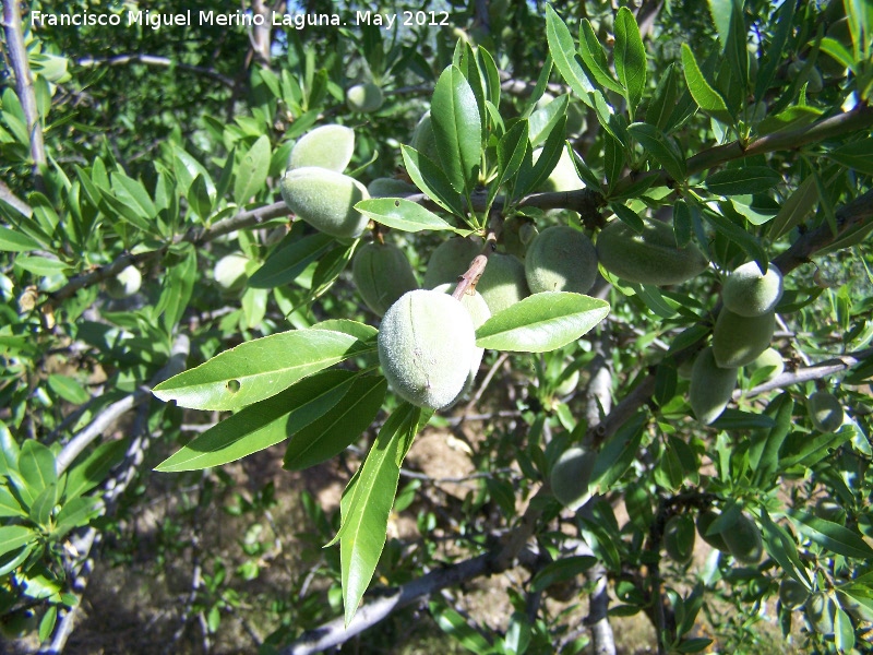 Almendro - Almendro. Almendras. Tajos de San Marcos - Alcal la Real