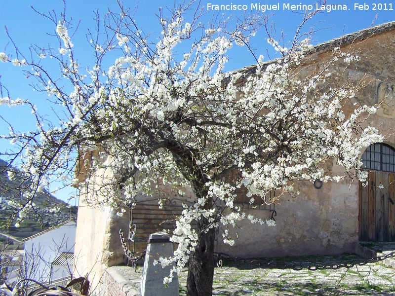 Almendro - Almendro. Mocln