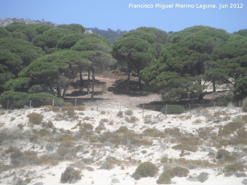 Pino resinero - Pino resinero. Sierra de la Plata - Tarifa