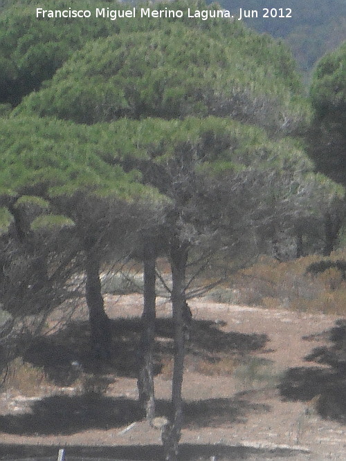 Pino resinero - Pino resinero. Sierra de la Plata - Tarifa