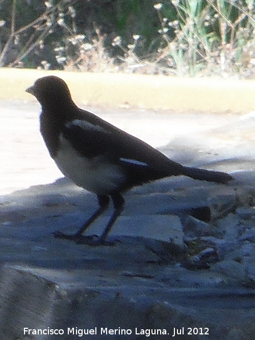 Urraca - Urraca. Balmeario de Benito - Salobre