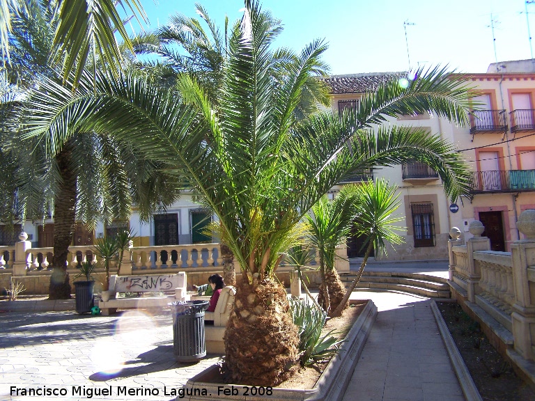 Palma de la jalea - Palma de la jalea. Navas de San Juan