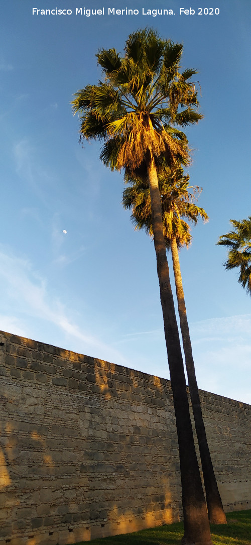 Palmera Excelsa - Palmera Excelsa. Alc�zar de Jerez de la Frontera