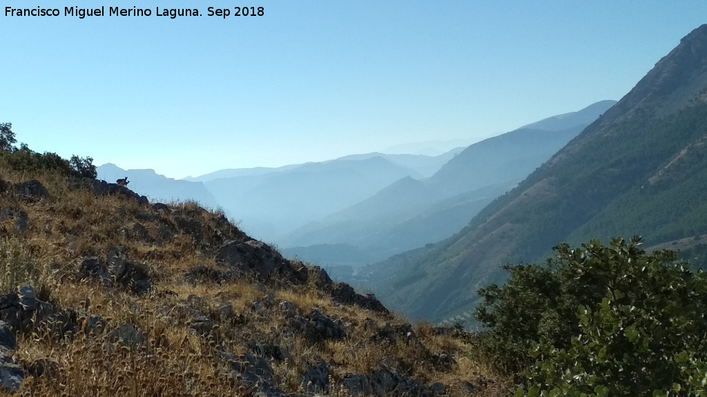 Cerro de los Morteros - Cerro de los Morteros. Cabras montesas