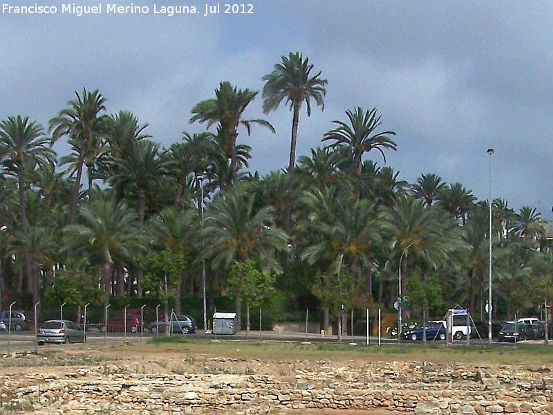 Parque del Palmeral - Parque del Palmeral. 