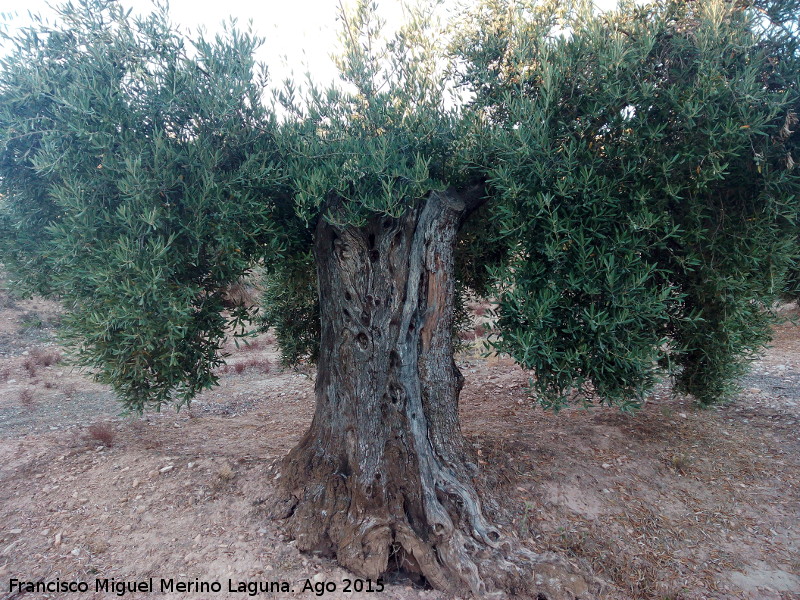 Olivo - Olivo. Bercho - Pegalajar