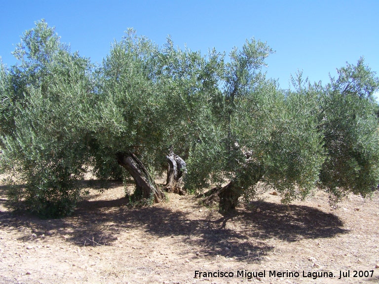 Olivo - Olivo. Navas de San Juan