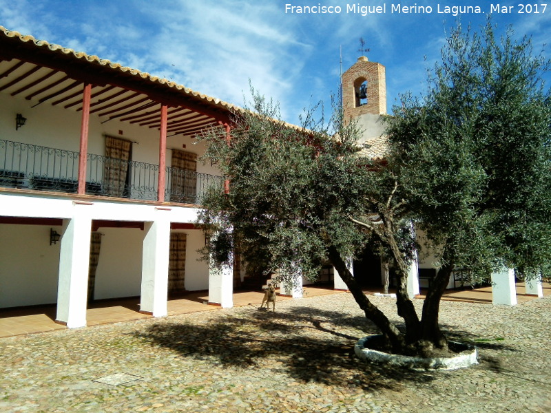 Olivo - Olivo. Santuario de la Encarnacin - Carrin de Calatrava