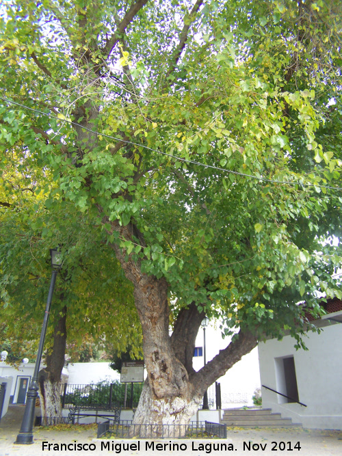 Olmo - Olmo. Olmo de Zagrilla Alta