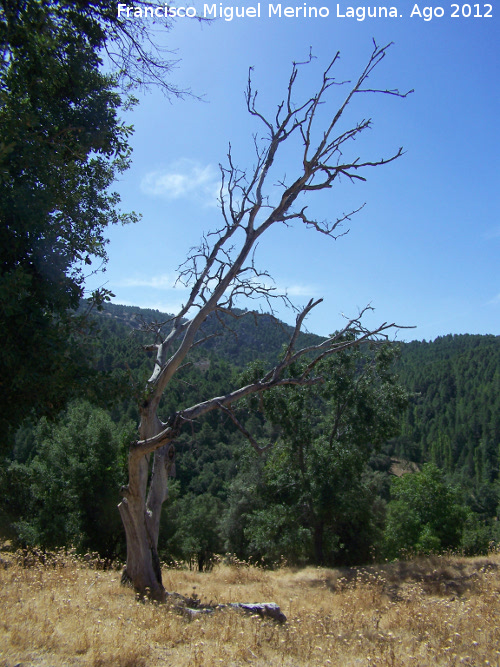 Aldea Los Goldines - Aldea Los Goldines. rbol muerto como la aldea