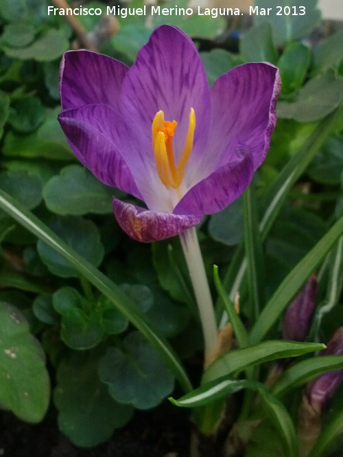 Crocus - Crocus. 