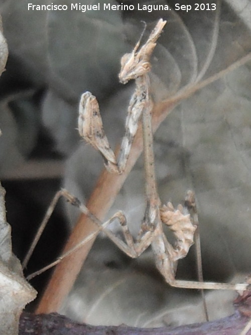 Mantis palo - Mantis palo. Navas de San Juan