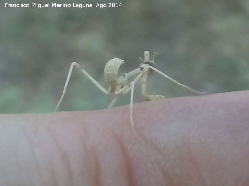 Mantis enana europea - Mantis enana europea. La Osera - Villacarrillo