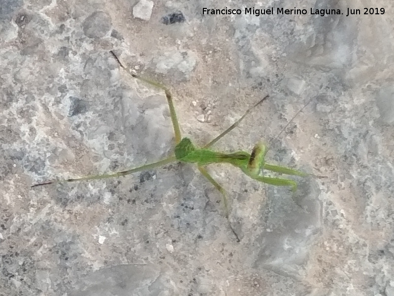 Mantis enana europea - Mantis enana europea. Sierra de Huma - lora