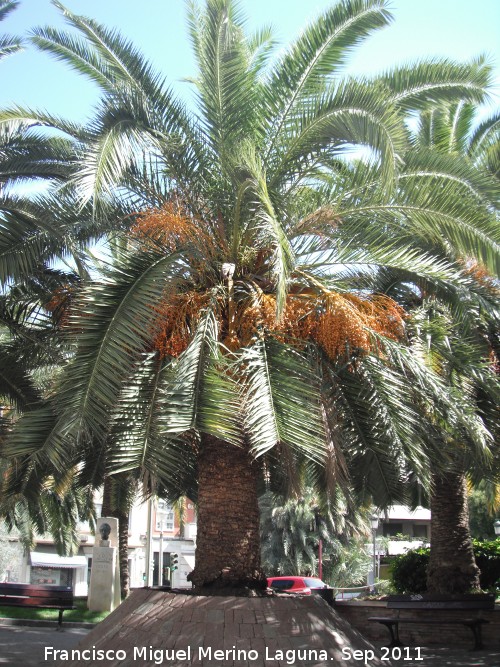 Palmera datilera - Palmera datilera. Plaza de los Jardinillos - Jan