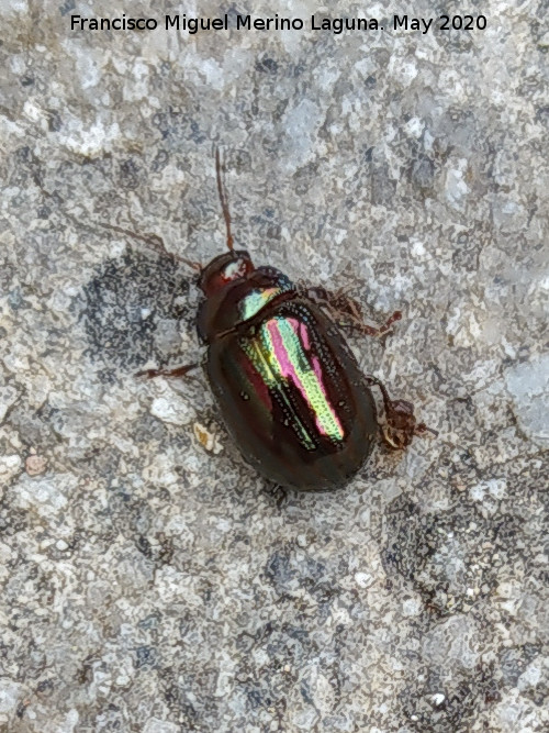 Escarabajo del romero - Escarabajo del romero. Santuario de la Virgen de la Cabeza - And�jar