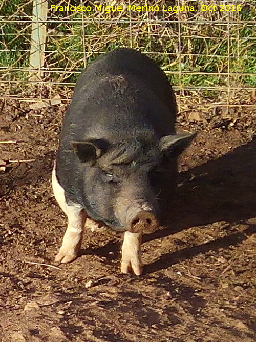 Cerdo Vietnamita - Cerdo Vietnamita. Granja Escuela de Navas de San Juan