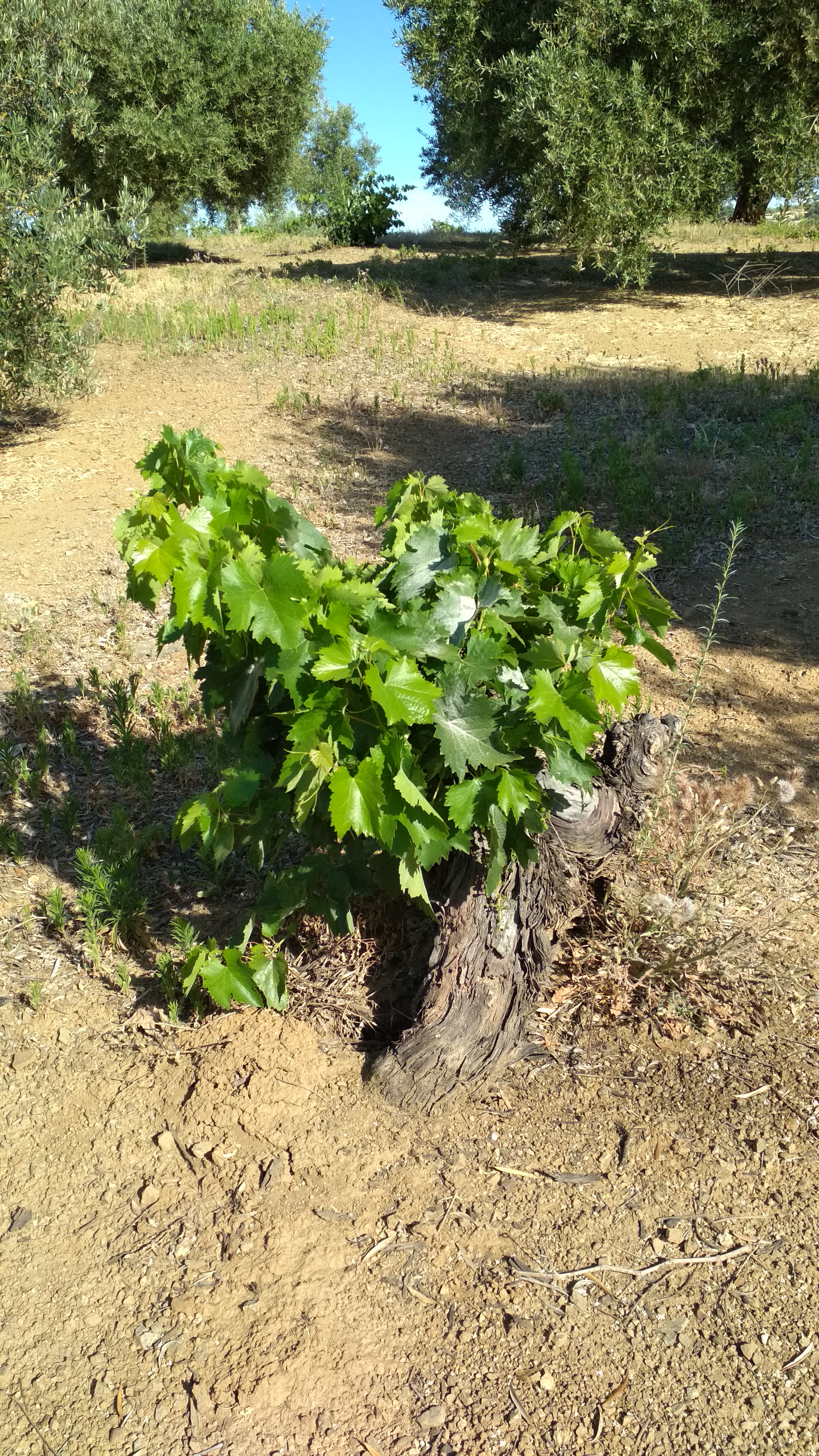 Parra - Parra. Entre olivos. Las Nogueras - Frailes